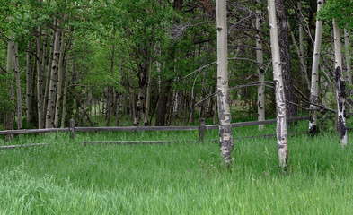 Obraz premium Fence Through Aspen Forest