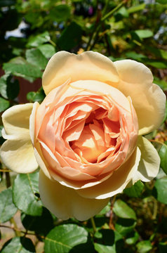 A pale apricot rose in a sunny garden. Jude the Obscure is a shrub rose by Austin, UK, 1995.
