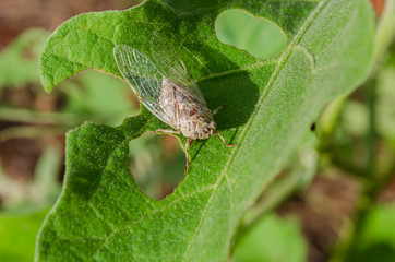 Cicada On Leaf