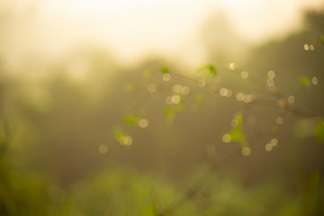 Obraz premium The abstract background is blurred, the green leaves in the natural forest in the morning passing through the light create a beautiful bokeh for the backdrop.