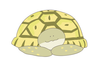 ヒガシヘルマンリクガメ