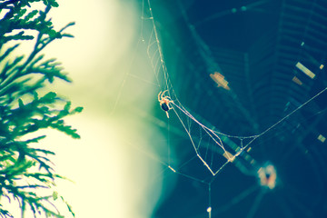 Common garden spider sitting on its net. Nature sunny blurred  background with sun glare and green fir branch. Weather concept. Autumn mood.