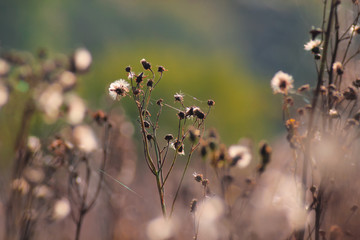 Beautiful grass flowers background in nature. Close Up nature view on blurred background.
