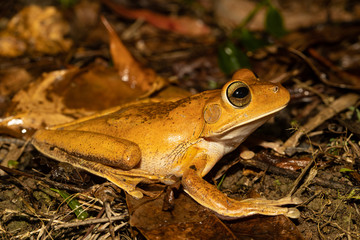 Blacksmith tree frog - Boana faber