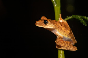 Obraz premium Blacksmith tree frog - Boana faber