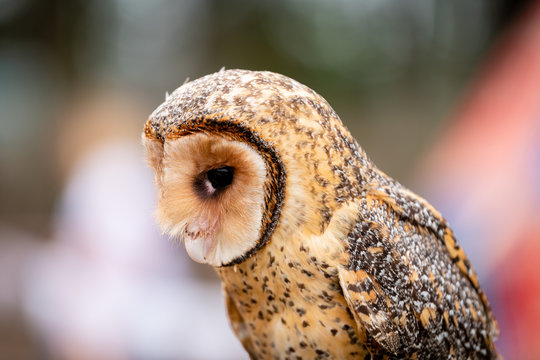 Australian masked owl perched looking down - side view of face, beak and eye