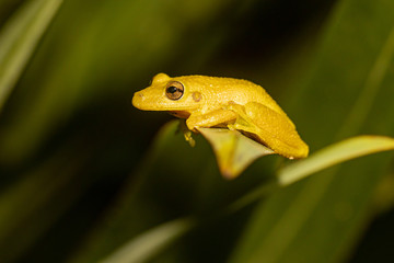 Scinax hayii - an endemic Brazilian tree frog