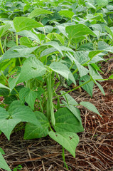 Close Up Of Red Peas Plant