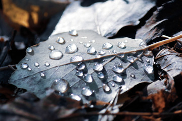 Water droplets on green leaf lying on the ground. Autumn concept.