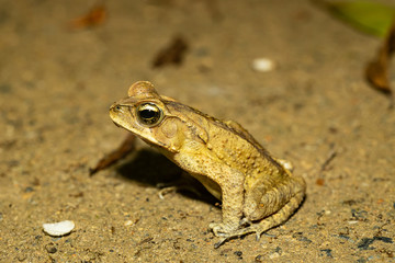 Yellow Cururu Toad - Rhinella icterica