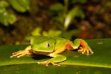 Sao Paulo Leaf Frog - Phyllomedusa distincta