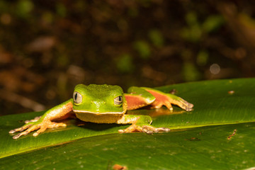 Sao Paulo Leaf Frog - Phyllomedusa distincta