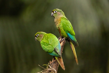 Maroon-bellied parakeet - Pyrrhura frontalis