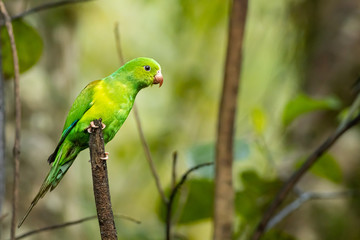 Plain parakeet - Brotogeris tirica