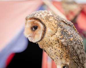 Australian masked owl perched looking down - profile view of face, beak and eye