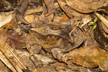 Rio de Janeiro's Smooth Horned Frog - Proceratophrys boiei