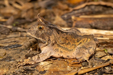 Rio de Janeiro's Smooth Horned Frog - Proceratophrys boiei