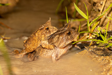Smooth Horned Frogs in amplexus (copulation) - Proceratophrys boiei