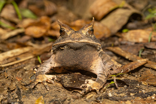 Rio de Janeiro's Smooth Horned Frog - Proceratophrys boiei