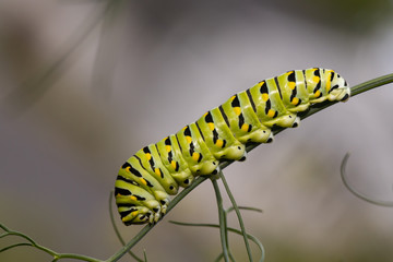 Black swallowtail caterpillar - Papilio polyxenes