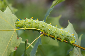 Cecropia moth caterpillar - Hyalophora cecropia
