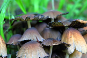 mushrooms in the forest