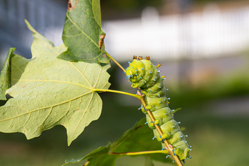 Naklejka premium Cecropia moth caterpillar - Hyalophora cecropia