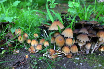 mushrooms in the forest