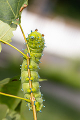 Cecropia moth caterpillar - Hyalophora cecropia