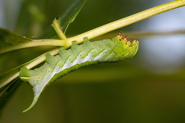 Virginia creeper sphinx - Darapsa myron
