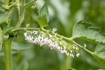 Tobacco hornworm covered in parasitic wasps - Manduca sexta