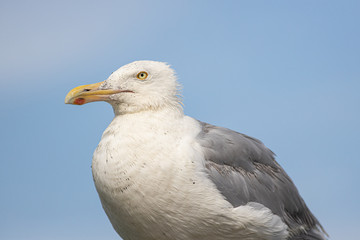 Adult herring gull - Larus argentatus