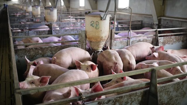 pig farm industry animal agriculture livestock cage