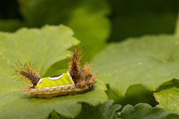 Venomous saddleback caterpillar - Acharia stimulea