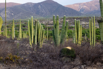 Desert landscape with local cactus species in Mexico