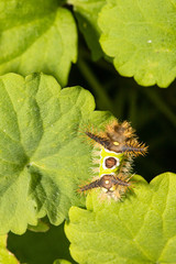 Venomous saddleback caterpillar - Acharia stimulea