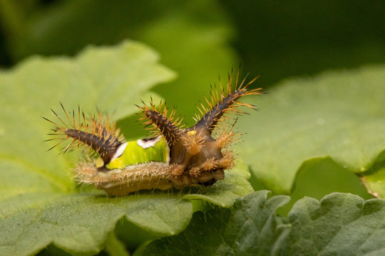 Venomous saddleback caterpillar - Acharia stimulea