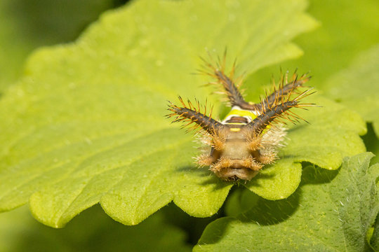 Venomous saddleback caterpillar - Acharia stimulea