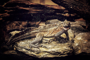 green iguana on a rock