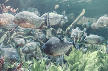 fish in aquarium
