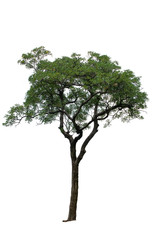 Obraz premium The tree has birds on the tree. Isolated white background