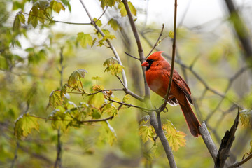Cardinal
