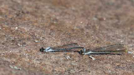 Dragonflies mating