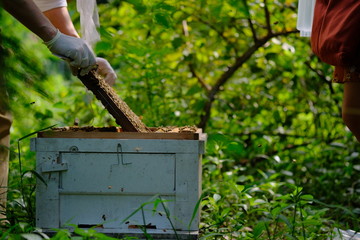 Honeycomb with bees and honey. Man holding huge honeycomb in his hand with a lot of bees on it. Beekeper at his work. Getting honey from the bee house. Nature, insects. Sweet. Apiculture. Beeswax.