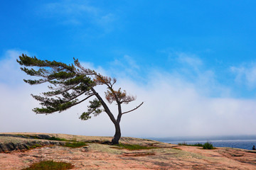 Northern pine tree