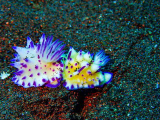A small sea slug on the ocean floor below 15 meters deep.