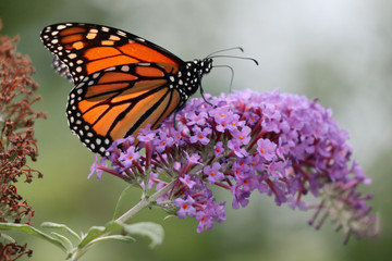 Monarch Butterfly