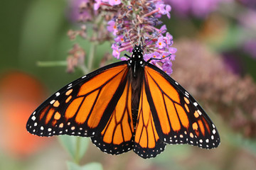 Monarch butterfly