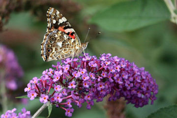 Butterfly and flower