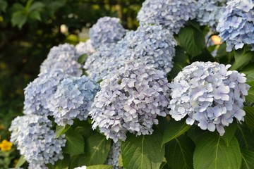 アジサイ